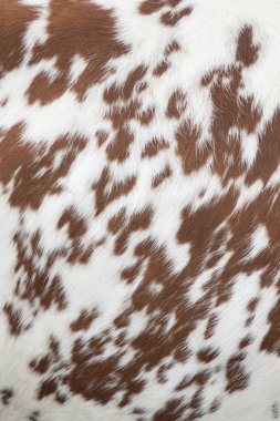 Kırmızı ve beyaz cow hide bir parçası