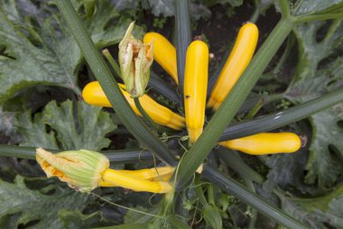 Sarı salatalık Bahçe tesisi