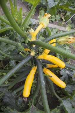 Sarı salatalık Bahçe tesisi