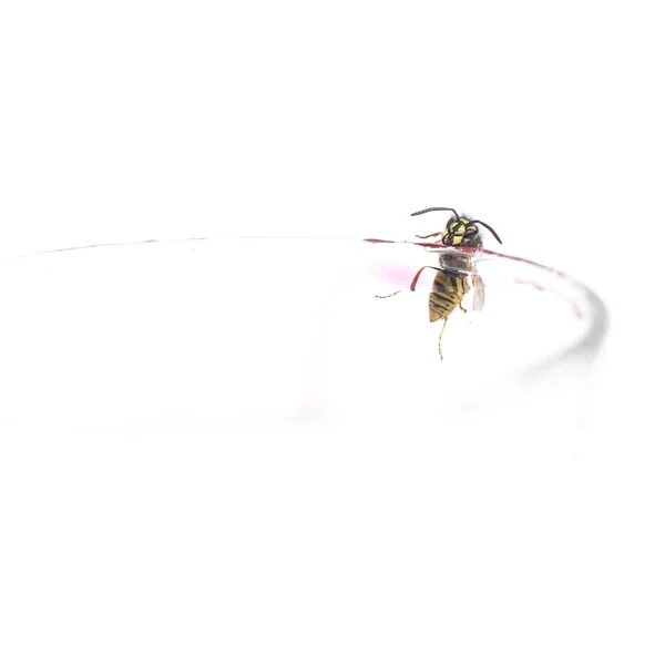 Wespe auf Glasrand mit weißem Hintergrund — Stockfoto
