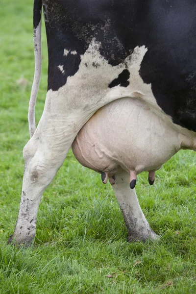 Ubre llena de vaca blanca y negra — Foto de Stock