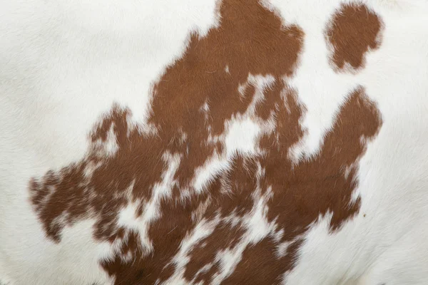 Kırmızı ve beyaz cow hide bir parçası — Stok fotoğraf