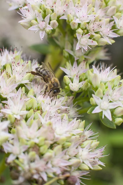 Bee on flower of sedum — Stock Photo, Image