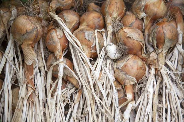 Ramo de cebolas de secagem — Fotografia de Stock