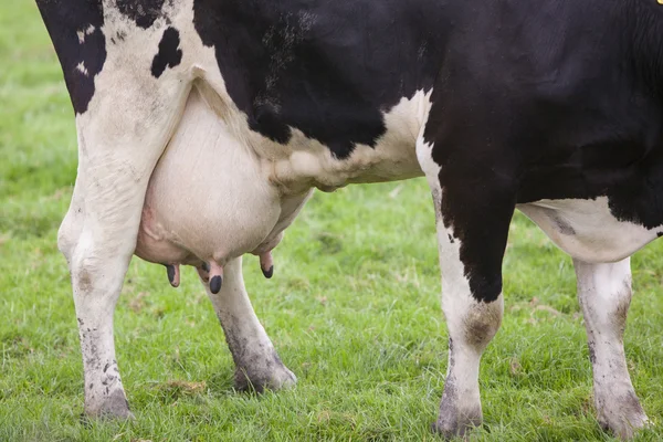 Full udder of black and white cow — Stock Image Full udder of black and white cow Stock Image