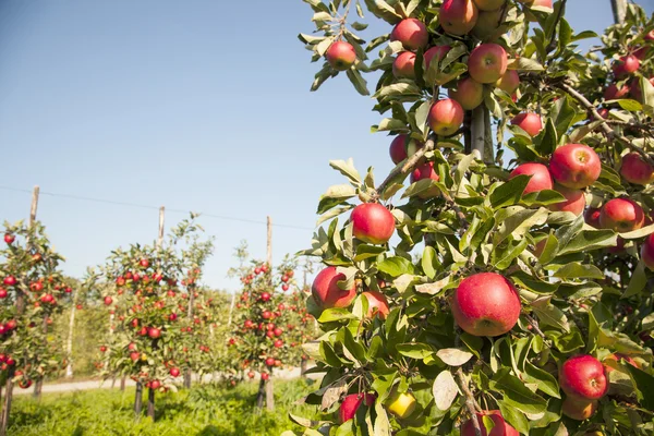 Boom vol met appels met andere bomen op de achtergrond — Stockfoto