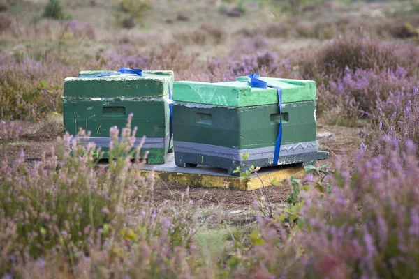 Beehives on the heath in holland — Stock Photo, Image