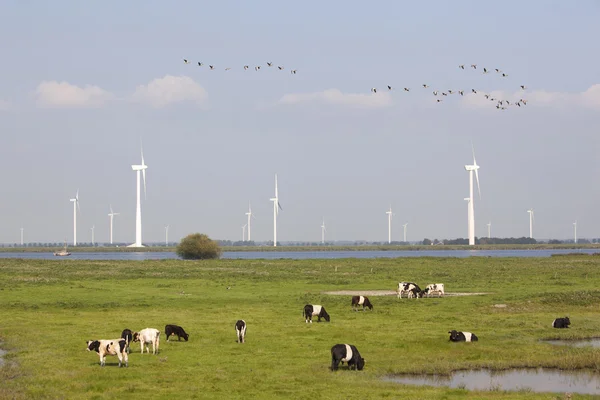 Kor och vindkraftverk nära spakenburg i holland — Stockfoto