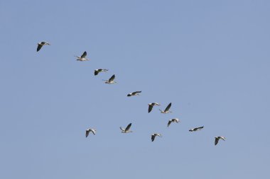 geese flying in blue sky clipart