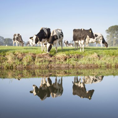 zeist Hollanda yakınındaki bir çayırda inekler