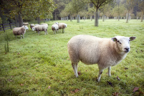 Juhok egy gyümölcsös, a hollandiai utrecht közelében — Stock Fotó