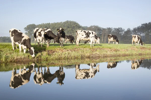 Koeien in een weiland in de buurt van zeist in Nederland — Stockfoto