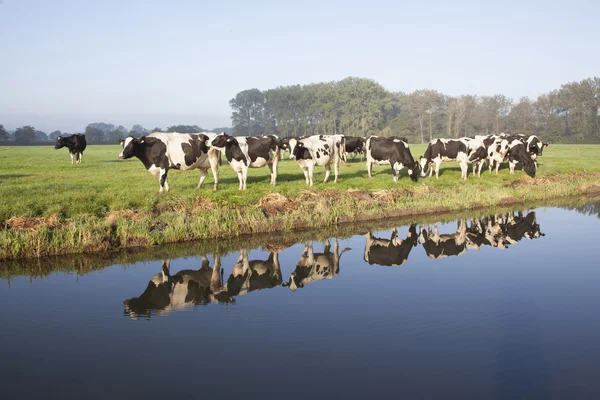 Vacas em um prado perto de zeist nos Países Baixos — Fotografia de Stock