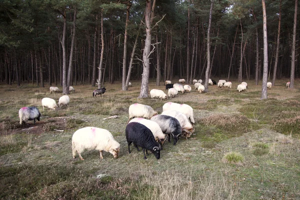 Kudde schapen en pine forest — Stockfoto