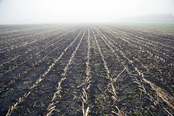 Campo de maíz desierto en la niebla — Foto de Stock