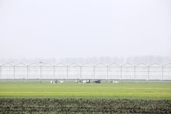 Vacas e invernaderos en Holanda — Foto de Stock
