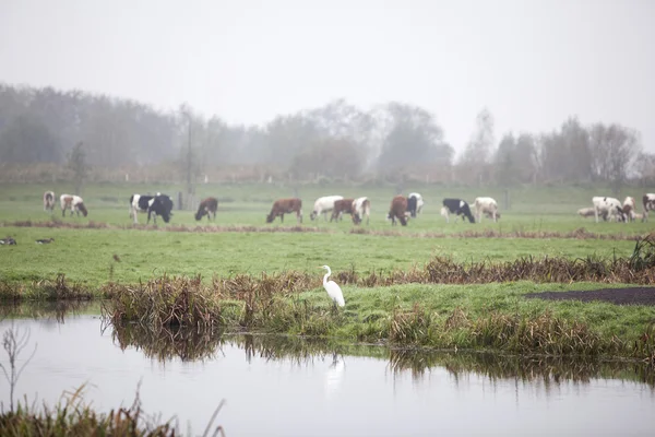 Gran garza y vacas en el prado en los Países Bajos — Foto de Stock