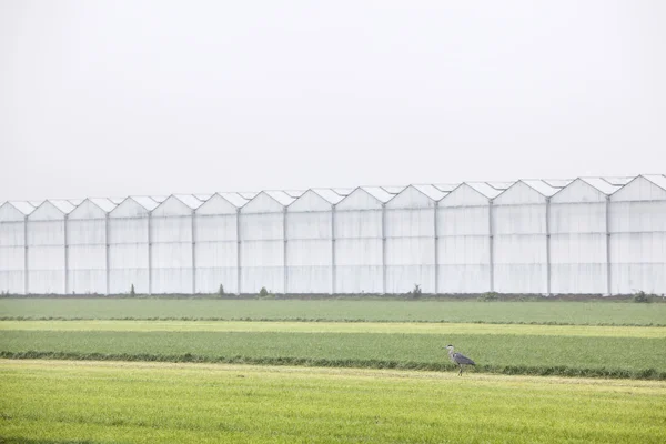 Héron gris dans prairie à holland — Photo