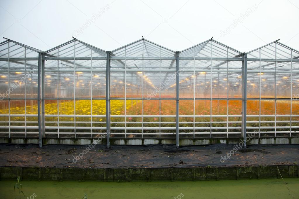 greenhouse full of blossoming flowers in the netherlands