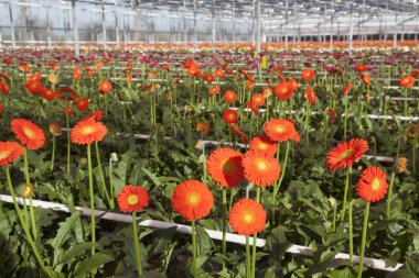 Hollandalı sera içinde fazla turuncu çiçek