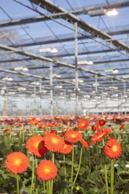 Turuncu gerbera çiçekleri sera içinde