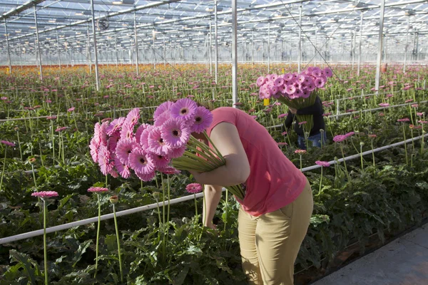 Les femmes cueillent des fleurs en serre — Photo