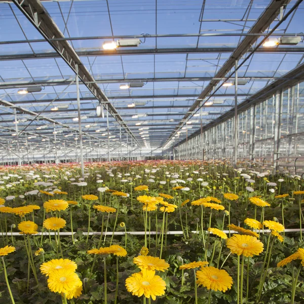 Molti fiori gialli in serra olandese — Foto Stock