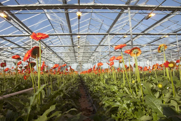 Many orange flowers in dutch greenhouse — Stock Photo, Image