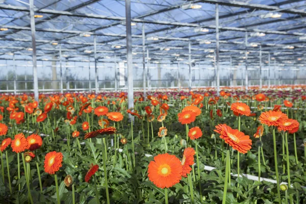 Many orange flowers in dutch greenhouse — Stock Photo, Image