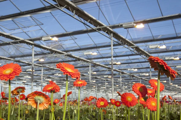 オランダの温室で多くのオレンジ色の花 — ストック写真