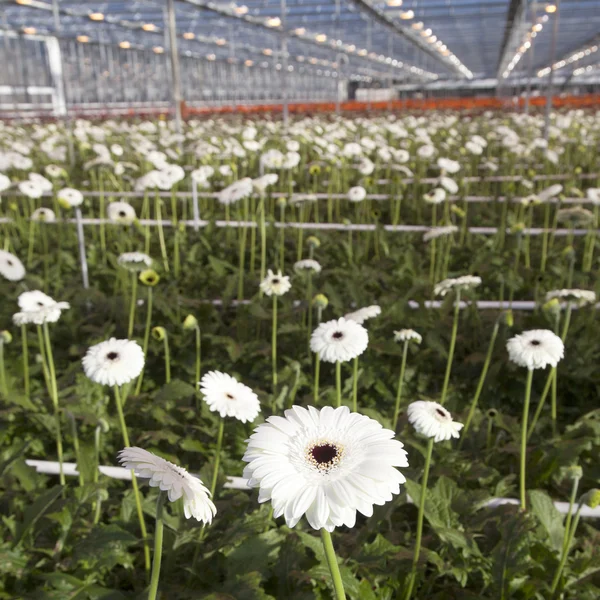 Muitas flores brancas em estufa holandesa — Fotografia de Stock