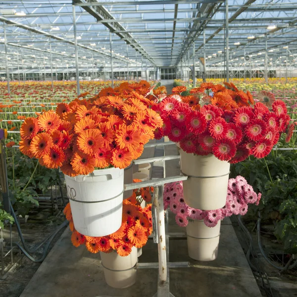 Nombreuses fleurs rouges et oranges en serre hollandaise — Photo