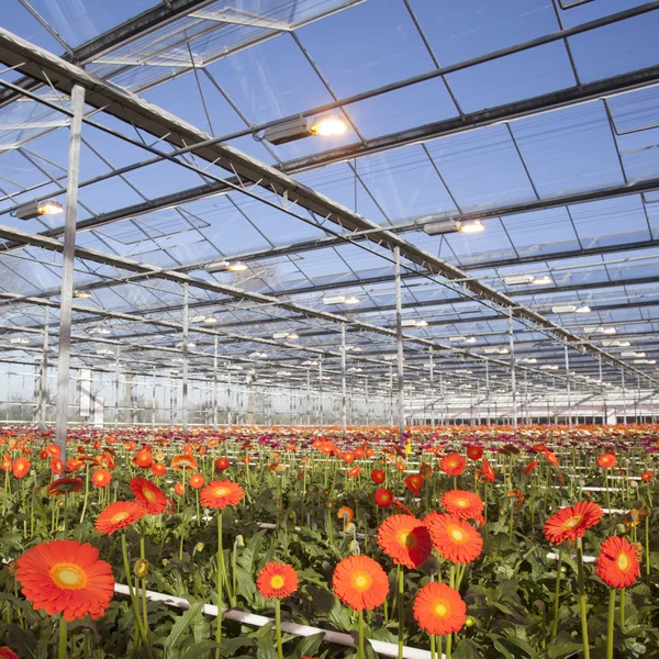 Molti fiori d'arancio in serra olandese — Foto Stock