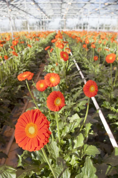 Oranžová gerbera květiny ve skleníku — Stock fotografie