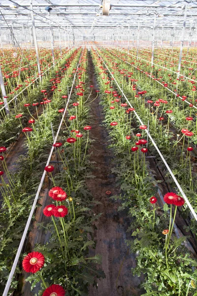 Flores de gerberas rojas en invernadero holandés — Foto de Stock