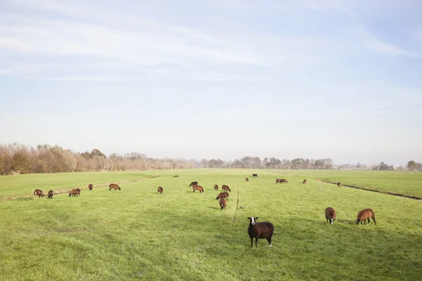 在荷兰乌得勒支附近草甸棕羊 — 图库照片