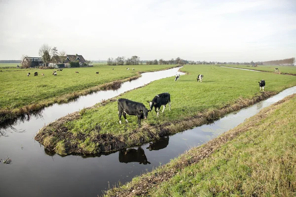 Krajobraz z krowami w Holandii — Zdjęcie stockowe