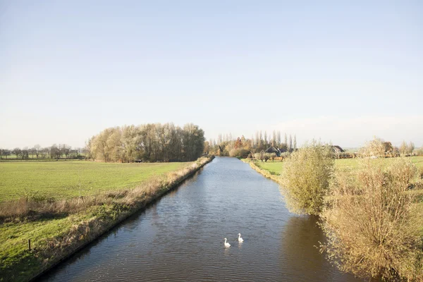 Zwanen in de Hollandse ijssel in de buurt van achthoven in Nederland — Stockfoto