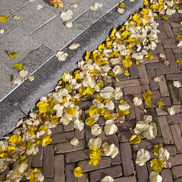 Autumn leaves on street and pavement — Stock Photo, Image