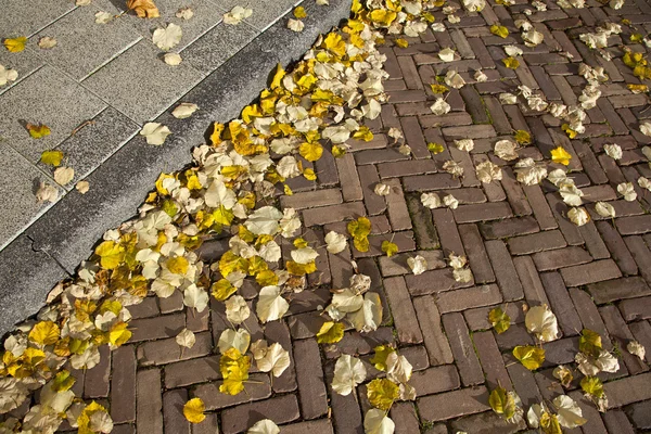 Autumn leaves on street and pavement — Stock Photo, Image