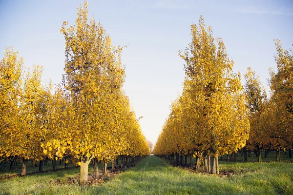 Feuillage jaune sur les arbres fruitiers en automne hollandais — Photo