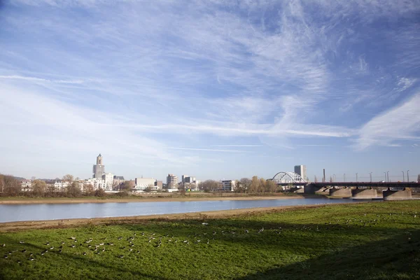 Ganzen in gras in de buurt van Nederlandse stad arnhem — Stockfoto