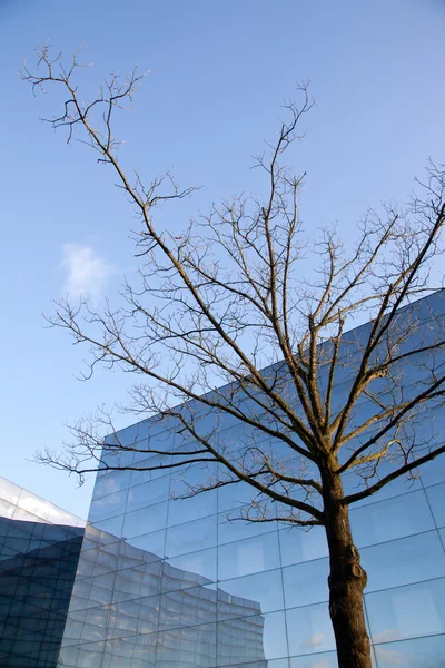 Winter tree en gevel van moderne glazen kantoorgebouw — Stockfoto