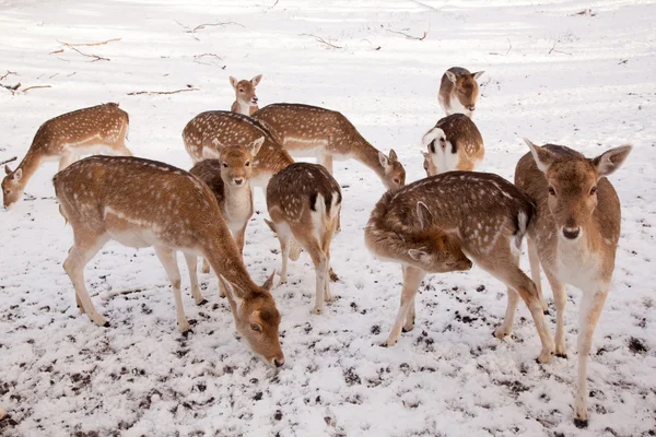 여성 휴 경지 사슴과 겨울 시간에 젊은 동물 — 스톡 사진