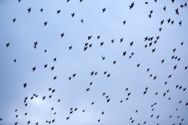 starlings gökyüzü büyük sürüsü