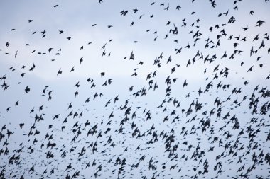 starlings gökyüzü büyük sürüsü