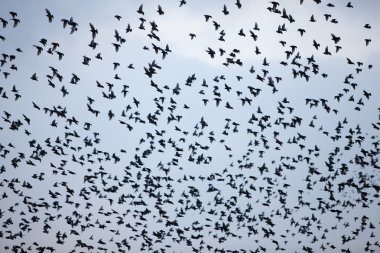 starlings gökyüzü büyük sürüsü