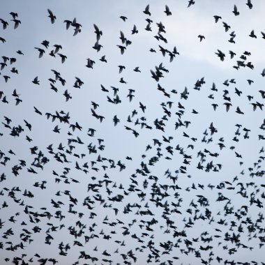 starlings gökyüzü büyük sürüsü