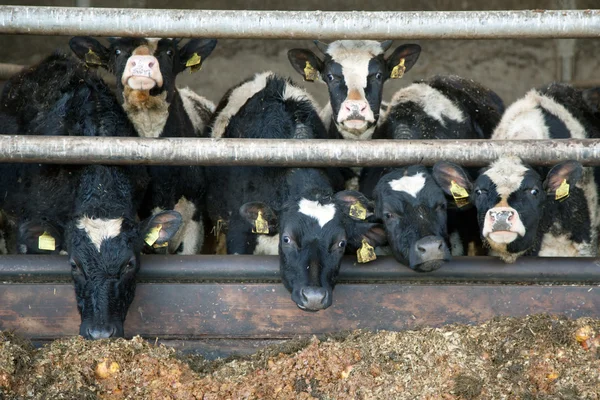 Young black and white cows in stable in holland — Stock Photo, Image