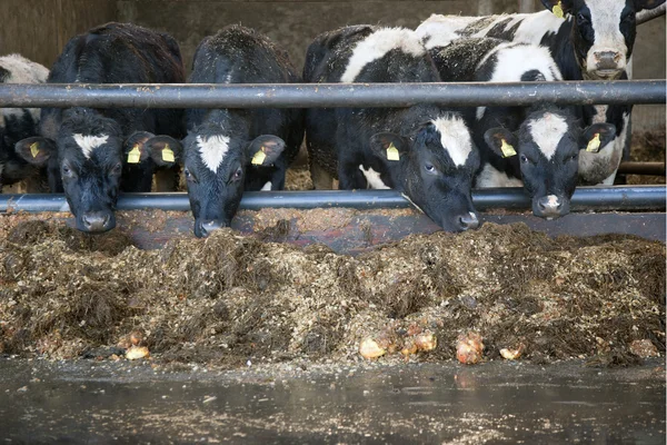 Young black and white cows in stable in holland — Stock Photo, Image